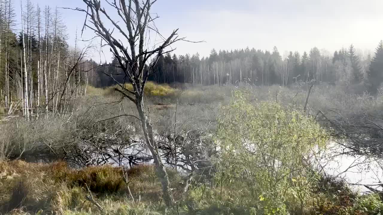Video post from Český florbal.