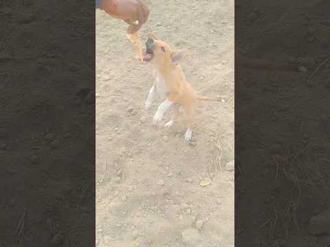 Video post from Naman_Gautam_Official.