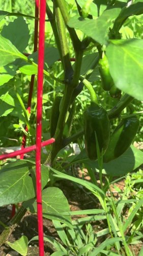 Mustard Greens: How to Grow and When to Plant in Your Backyard or Patio  Garden! – From Seed to Spoon Vegetable Garden Planner Mobile App