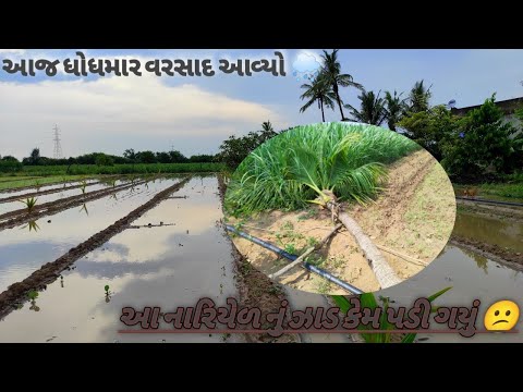 Video post from Halo bheru gamde. Gir ni moj.