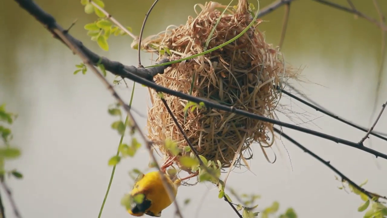 Video post from Genesis Nutritional Products.