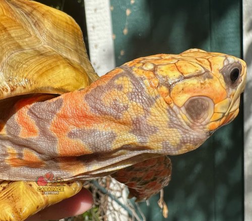 Photo post from carapacecritters.