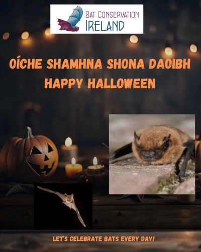 Photo post from batconservationireland.