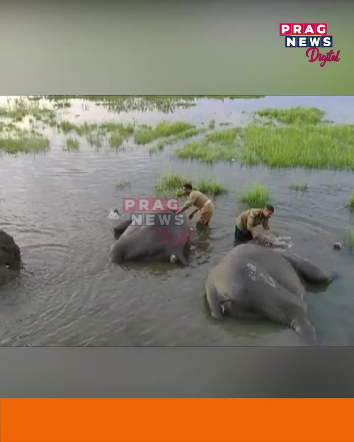 Video post from pragnewsofficial.