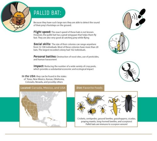 Photo post from batbnb.