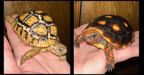 Photo post from carapacecritters.