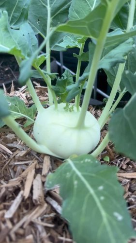 Video post from fromseedtospoon.