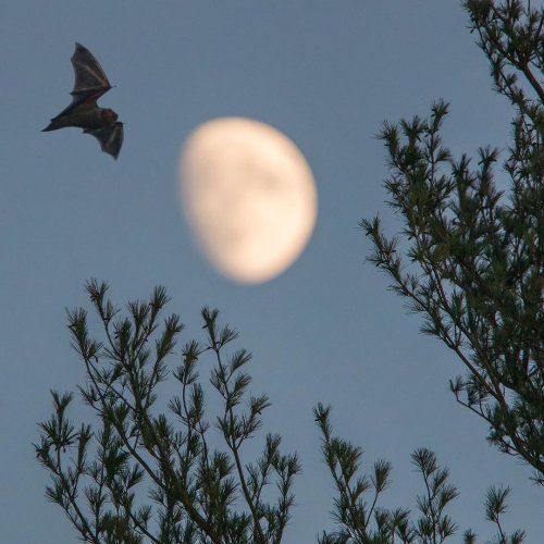 Photo post from riaudubon.
