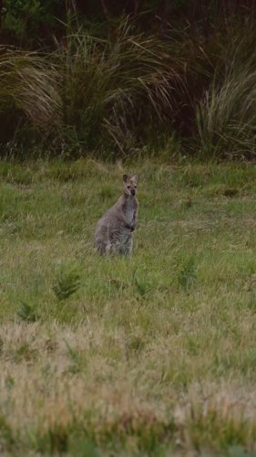 Video post from in2thewild.aus.