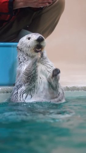 Video post from jinenjyo.sea_otter.