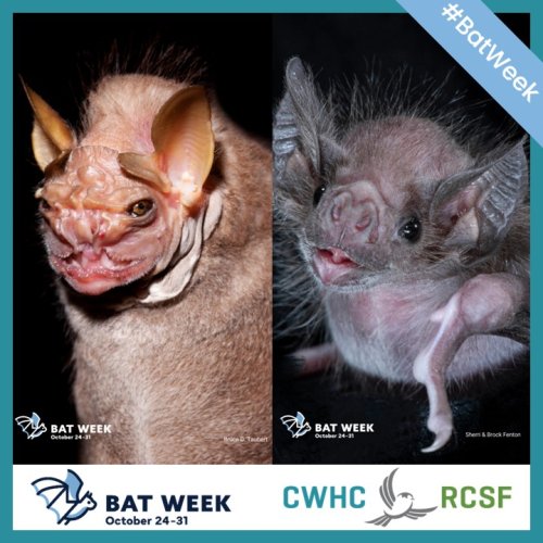 Photo post from cwhcrcsf.