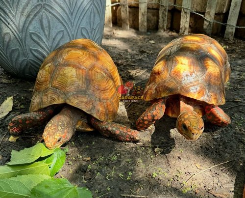 Photo post from carapacecritters.