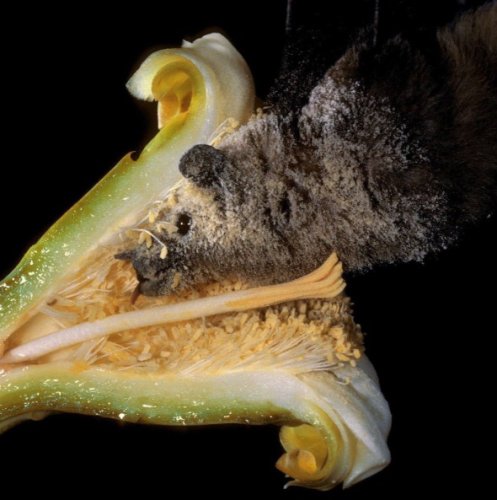 Photo post from pollinatorpartnership.