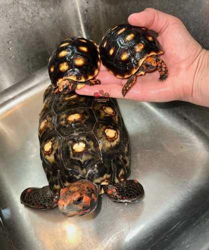 Photo post from carapacecritters.