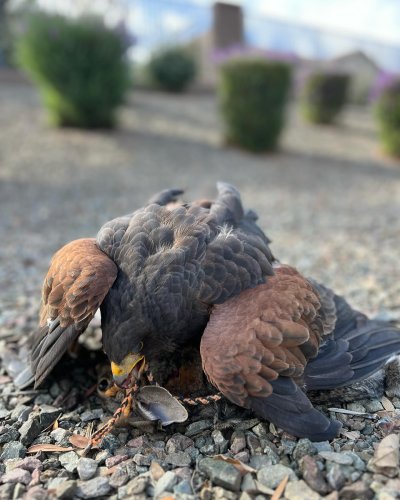 Photo post from desertkingsfalconry.