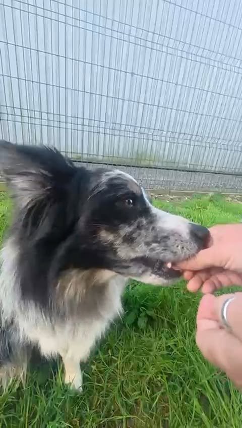 Video post from pawstrading.