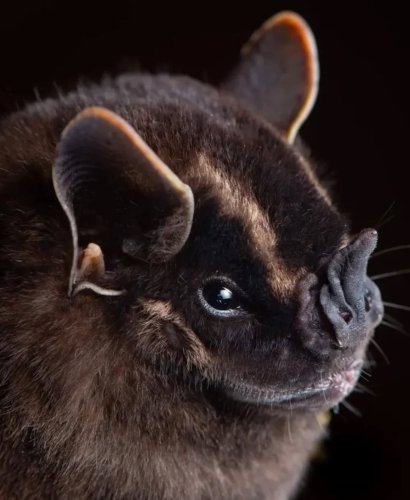 Photo post from bat_societys.