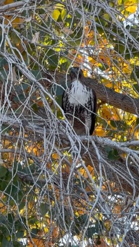 Video post from desertkingsfalconry.