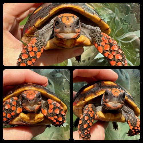 Photo post from carapacecritters.