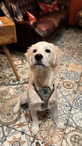 Video post from toast_flyford.