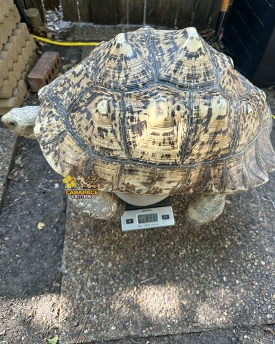 Photo post from carapacecritters.