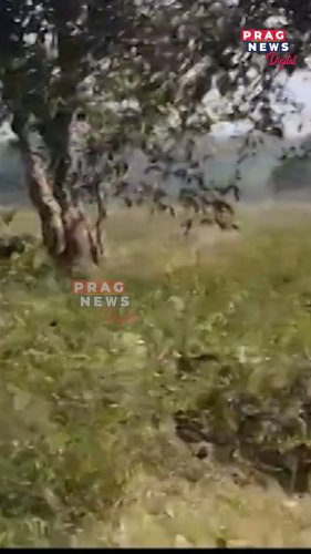 Video post from pragnewsofficial.