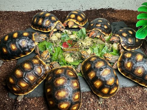 Photo post from carapacecritters.