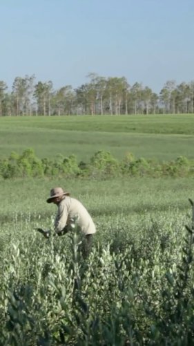 Video post from comvita_au.