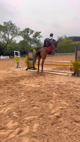 Video post from _lm_equestrian_.