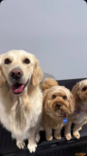 Video post from k9playtimedoggydaycare.