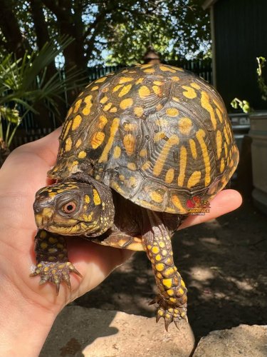 Carousel post from carapacecritters.