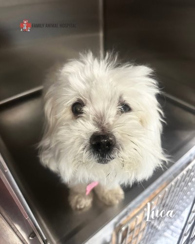 Photo post from familyanimalhospitalcm.