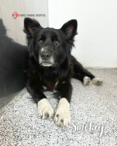 Photo post from familyanimalhospitalcm.