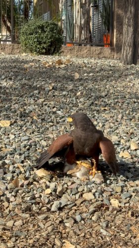 Video post from desertkingsfalconry.