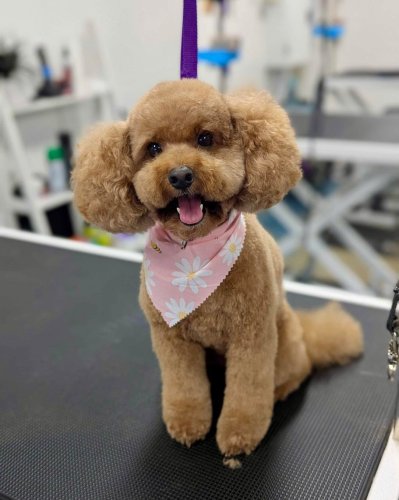 Carousel post from k9playtimedoggydaycare.