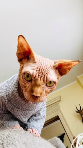 Video post from zampette.click.