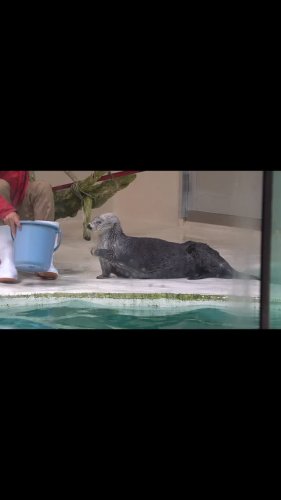Video post from takaharuhiruma.