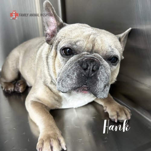 Photo post from familyanimalhospitalcm.