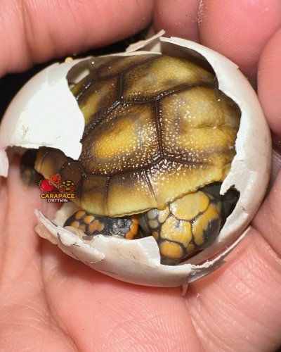 Photo post from carapacecritters.