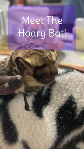 Video post from swvawildlife.