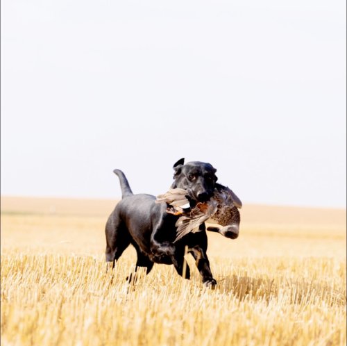 Photo post from northernskiesoutfitters.