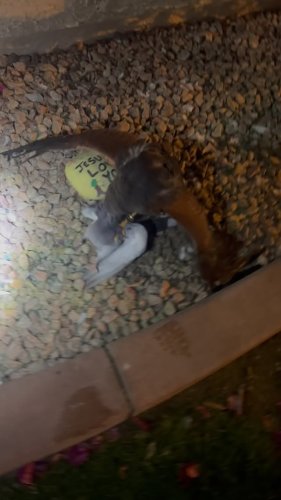 Video post from desertkingsfalconry.