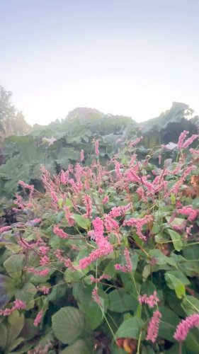 Video post from sussexprairies.
