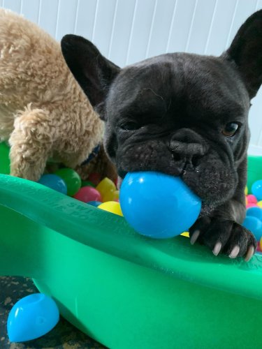 Carousel post from k9playtimedoggydaycare.