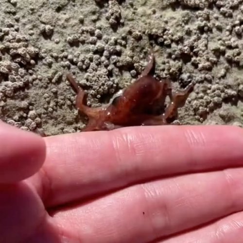 Video post from octopusarz.