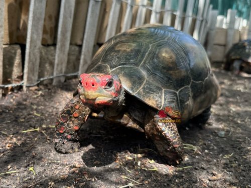 Carousel post from carapacecritters.