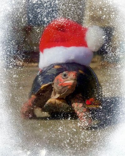 Photo post from carapacecritters.