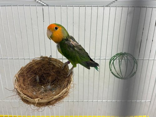 Carousel post from clinica_veterinaria_dourosul.
