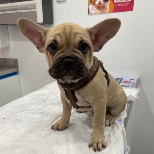 Carousel post from clinica_veterinaria_dourosul.