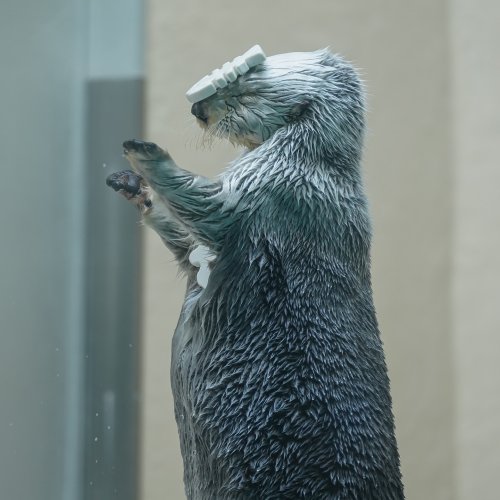 Photo post from jinenjyo.sea_otter.